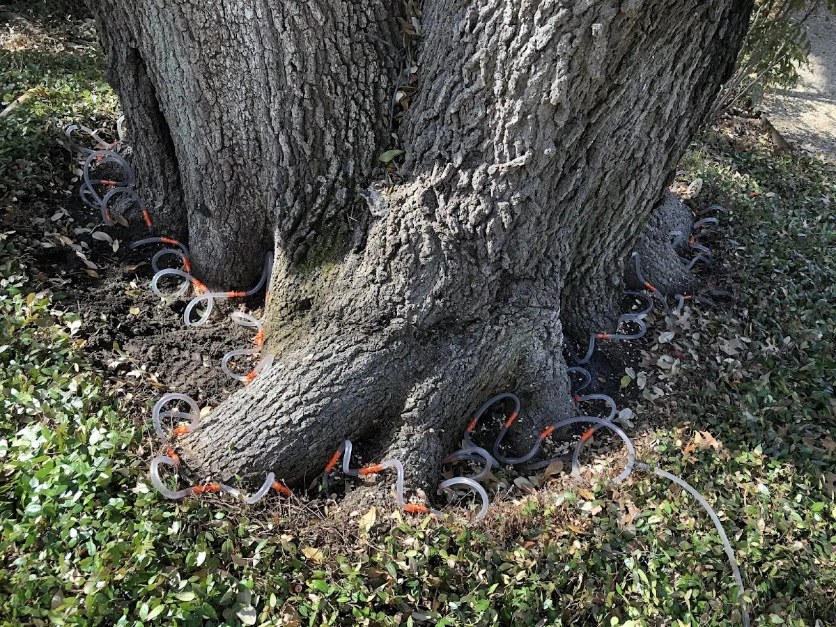 Detailed Tree Cabling and Bracing job site in La Jose