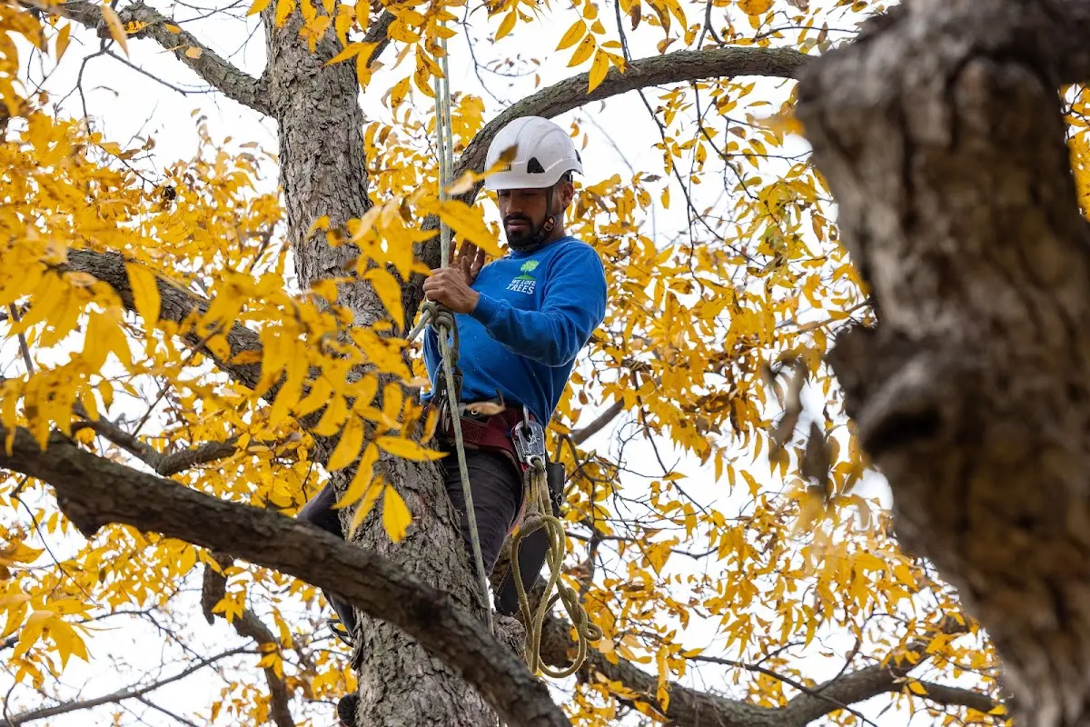 Skilled Storm Damage Cleanup crew working in La Jose